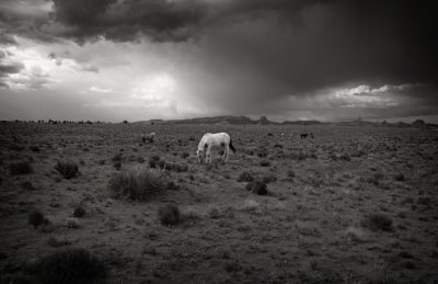 Horses, AZ near UT Border