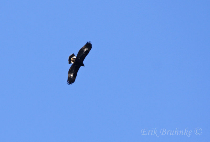 Golden Eagle (juvenile)
