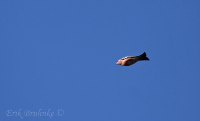 Pine Grosbeak (male)