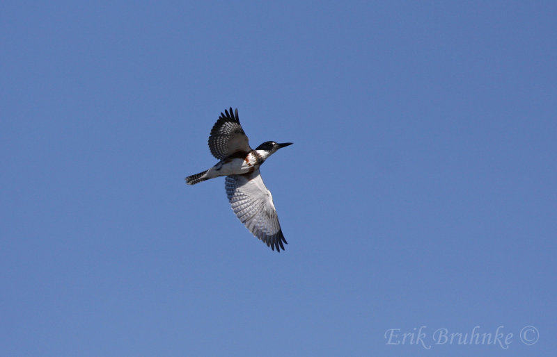 Belted Kingfisher