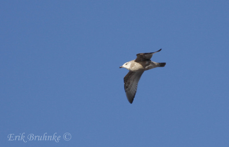 2nd-winter Herring Gull?