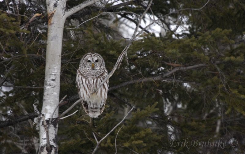 Barred Owl