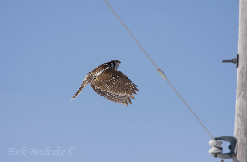 Northern Hawk-Owl