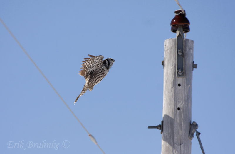 Northern Hawk-Owl