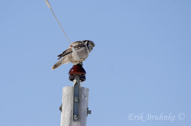 Northern Hawk-Owl