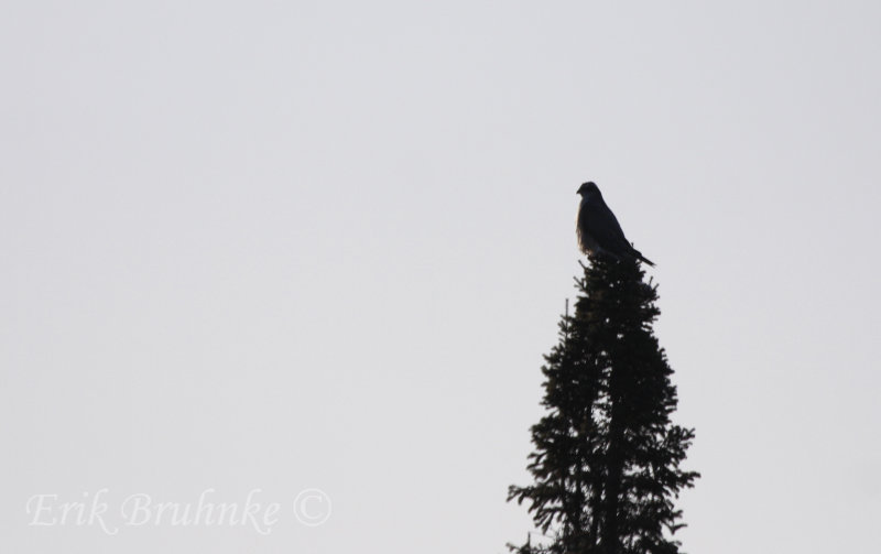 Northern Goshawk