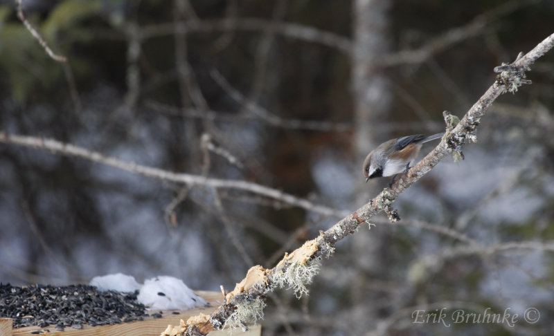 Boreal Chickadee at the birdfeeders