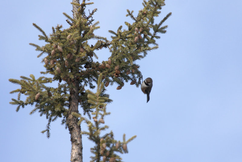 Boreal Chickadee