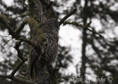 Where is the Great Gray Owl?