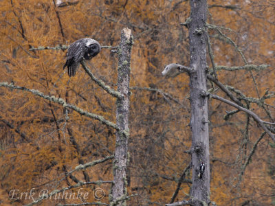 Great Gray Owl and a Hairy Woodpecker