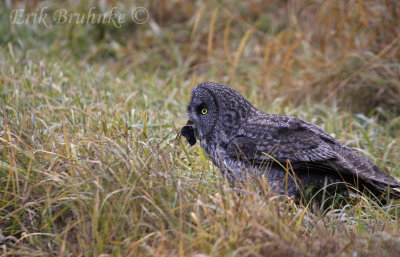 Great Gray Owl