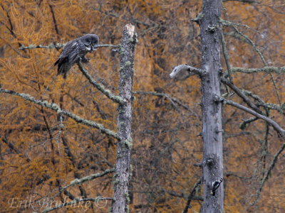 Great Gray Owl... what are you doing over there, woodpecker?
