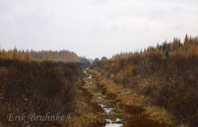 Scenic fall view in Sax-Zim Bog