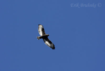 Rough-legged Hawk (dark morph)