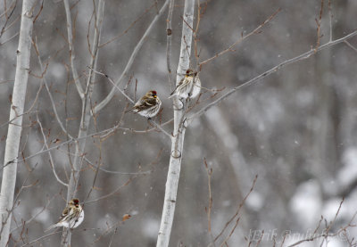 Common Redpolls