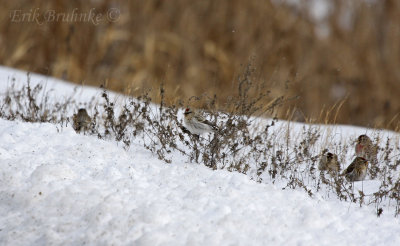 Hoary Redpoll