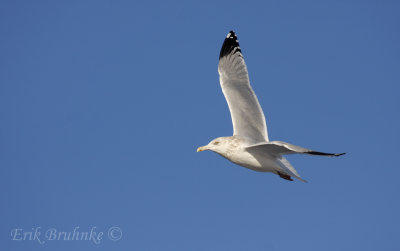 Adult Herring Gull, soaring over Park Point one morning before hittin' up the bog.