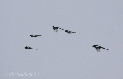 Black-billed Magpies