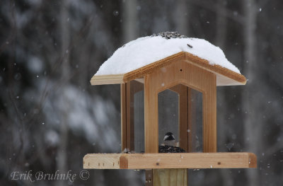 Black-capped Chickadee. Knock knock!