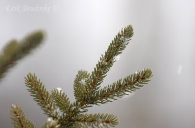 Close-up Spruce