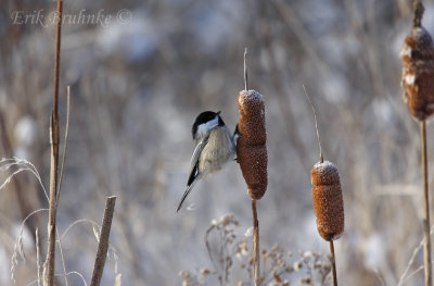 Black-capped Chickadee