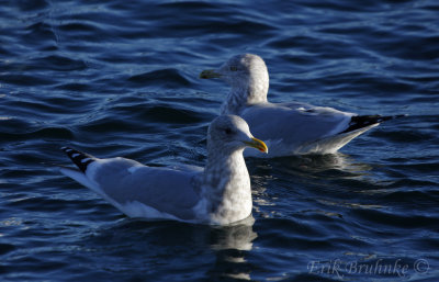Adult Thayer's Gull in front of an Adult Herring Gull