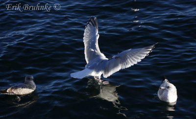 Adult Thayer's Gull landing