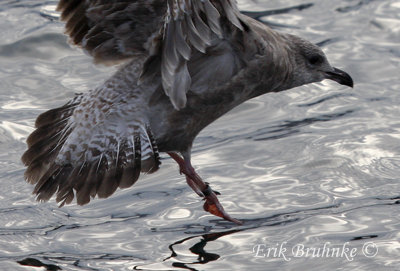 Banded 1st-cycle Herring Gull close-up