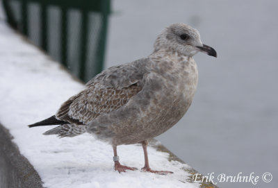 Banded 1st-cycle Herring Gull
