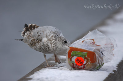 Ring-billed Gull... has found the bread!