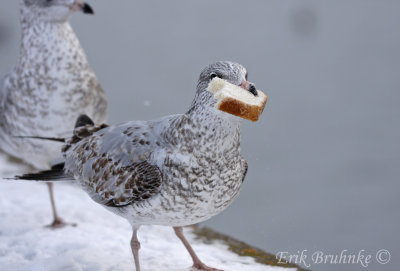 RBGU gobbling down bread