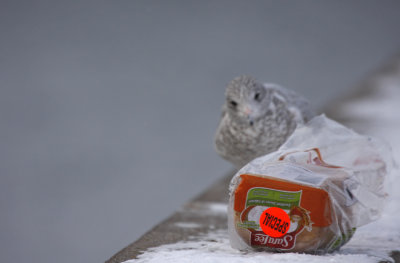 Ring-billed Gull - oh, what is this?