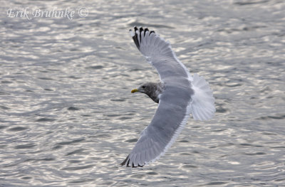 Adult Thayer's Gull