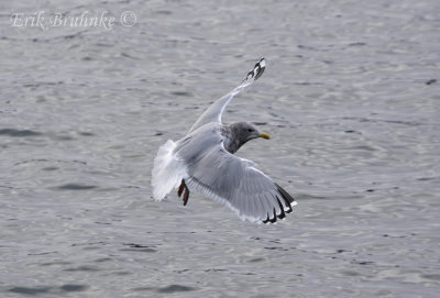 Adult Thayer's Gull