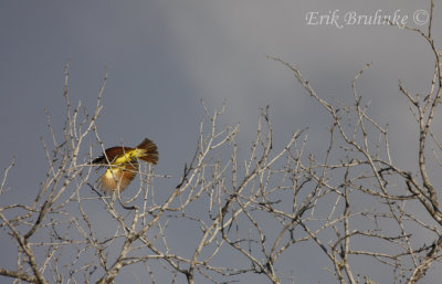 Great Kiskadee