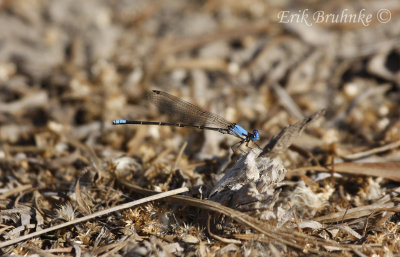 Damselfly