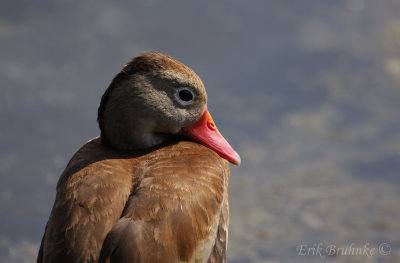 Black-bellied Whistling Duck up close