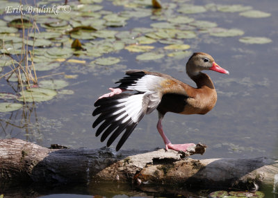 Black-bellied Whistling Duck with a big stretch