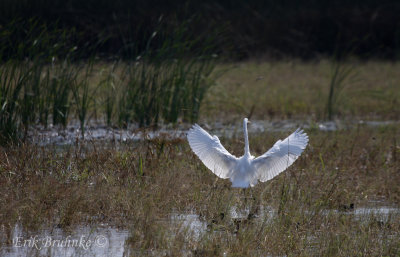 Great Egret coming in for a landing!