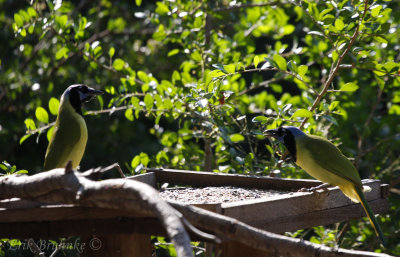 Green Jays at the birdfeeder!