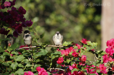 House Sparrows... whatcha looking at?