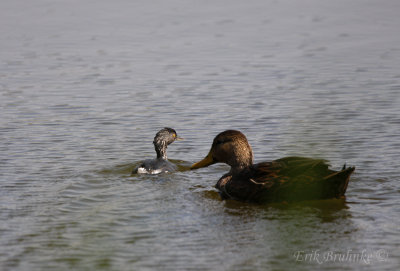 Least Grebe and Mottle Duck