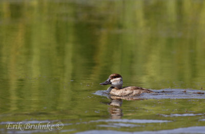 Ruddy Duck