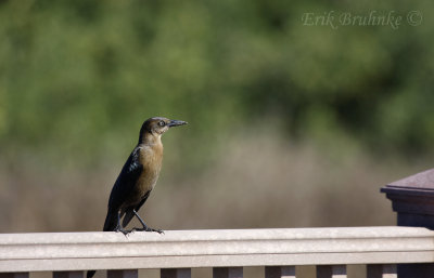 Great-tailed Grackle