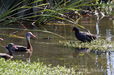 Common Moorhen and Black-bellied Whistling Duck