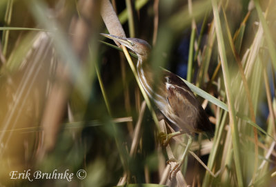 Least Bittern