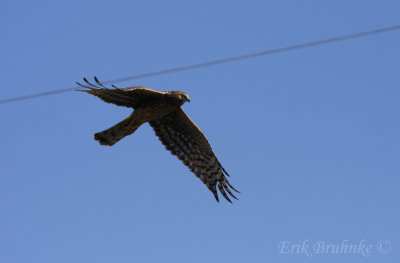 Northern Harrier (adult female)