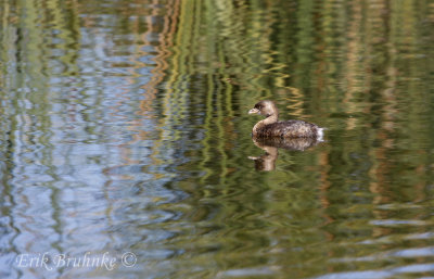 Pied-billed Grebe