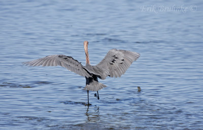 Reddish Egret going Canopy Fishing