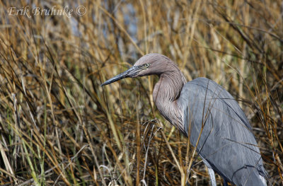 Reddish Egret